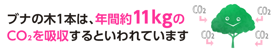 ブナの木はco2を吸収する